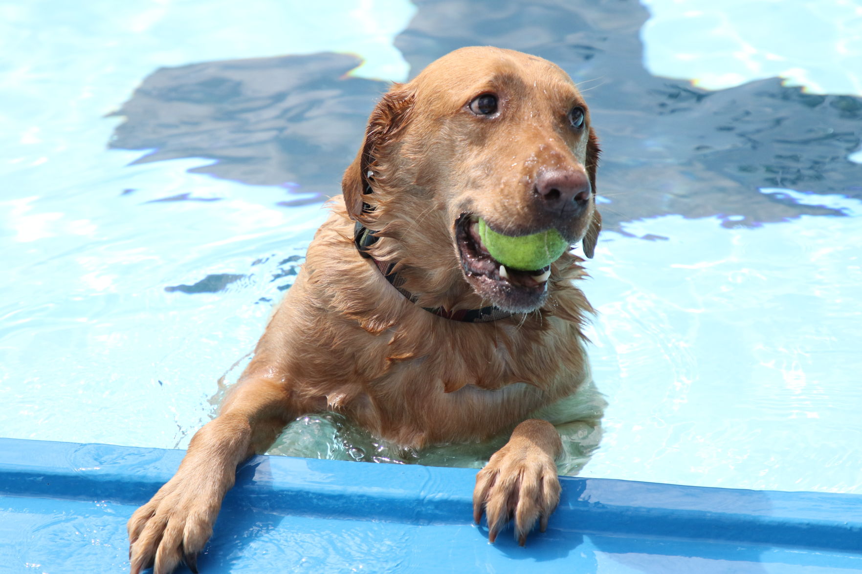 Dogs at the pool (8).JPG